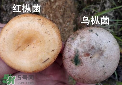 怎樣鑒別重陽菌是否有毒？重陽菌是發(fā)物嗎