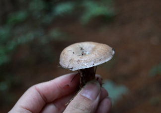 重陽菌什么時候有？重陽菌不能與什么食物一起吃