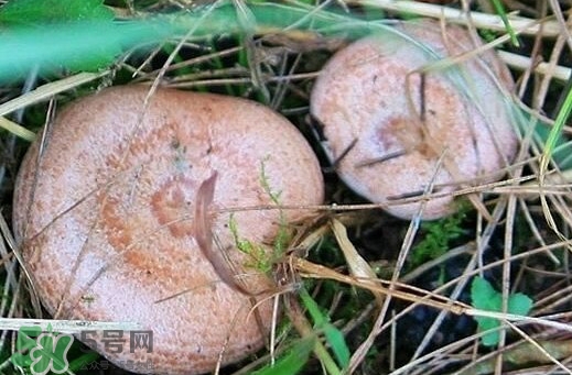 重陽(yáng)菌怎么做好吃？吃重陽(yáng)菌有什么好處