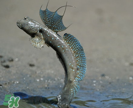 彈涂魚是兩棲動物嗎？彈涂魚營養(yǎng)價(jià)值有哪些