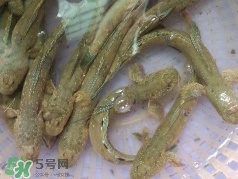 跳跳魚怎么做好吃？跳跳魚的最好吃做法