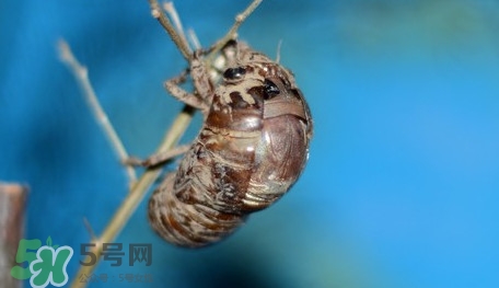 幼蟬猴怎么保存？幼蟬猴怎么清洗