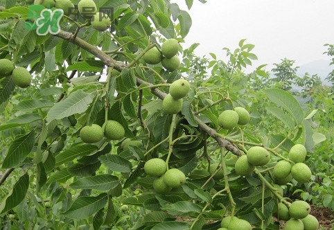 青皮核桃營養(yǎng)價值高嗎？青皮核桃怎么挑選