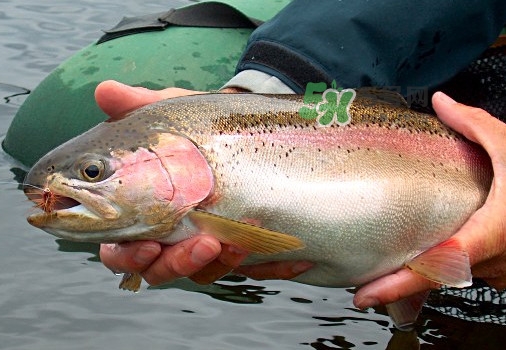 鱒魚可以生吃嗎？鱒魚是海魚還是淡水魚