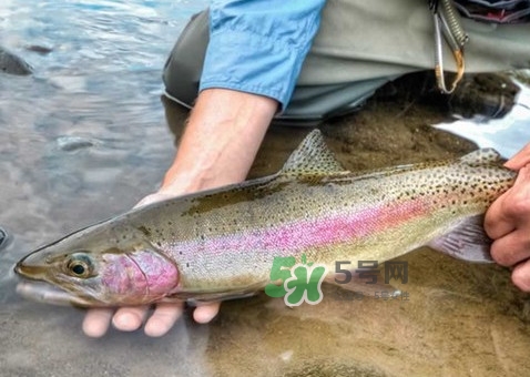 鱒魚可以生吃嗎？鱒魚是海魚還是淡水魚