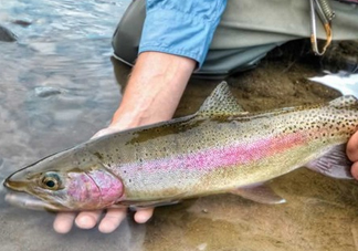 鱒魚(yú)可以生吃嗎？鱒魚(yú)是海魚(yú)還是淡水魚(yú)