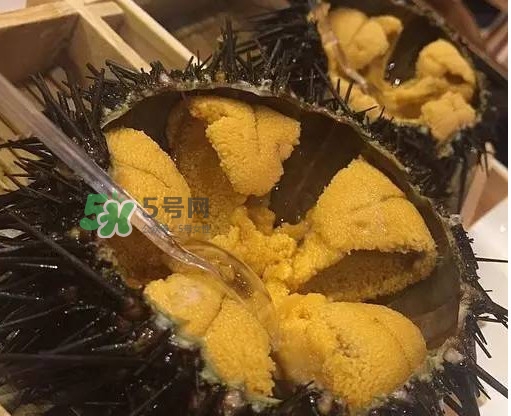 海膽貴嗎？海膽多少錢一斤？