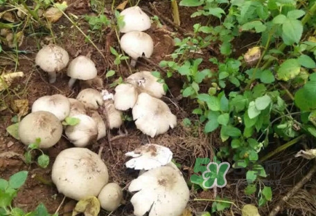 雞樅菌可以人工種植嗎？怎么人工種植雞樅菌