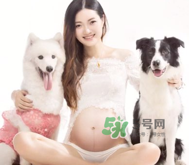 狗對(duì)孕婦的危害有哪些？狗對(duì)孕婦有影響嗎？