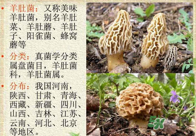 生了蟲的羊肚菌能吃嗎？羊肚菌長蟲子怎么辦？