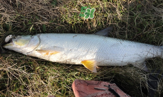 釣鳡魚用什么路亞竿好？路亞鳡魚用什么餌好