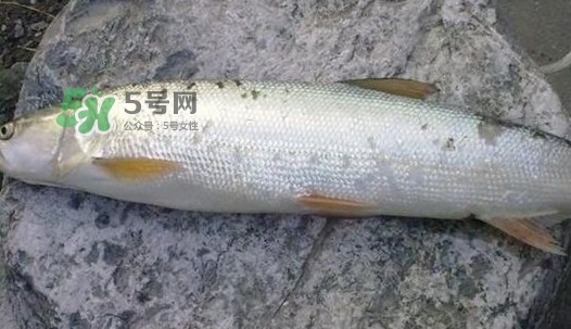 鳡魚好吃嗎？鳡魚刺多嗎