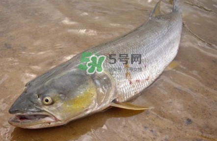 鳡魚怎么釣？鳡魚在魚缸里怎么養(yǎng)