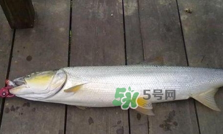 釣鳡魚用什么路亞竿好？路亞鳡魚用什么餌好