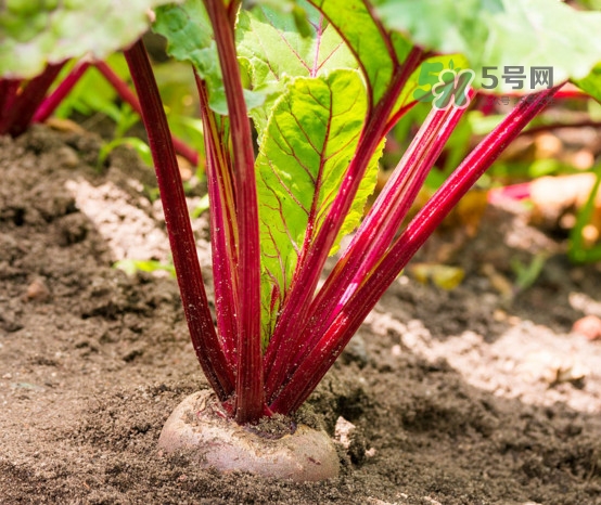 甜菜根是什么菜？甜菜根什么季節(jié)收獲