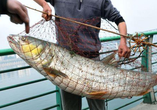 一般鳡魚能長(zhǎng)到多大？鳡魚與假鳡魚怎么區(qū)分