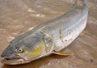 鳡魚怎么釣？鳡魚在魚缸里怎么養(yǎng)