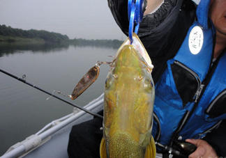 鳡魚好吃嗎？鳡魚刺多嗎