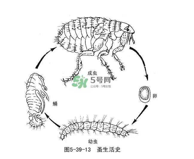 跳蚤會(huì)飛嗎？跳蚤會(huì)咬人嗎？