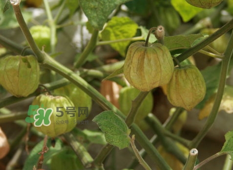 黃菇娘幾月種植？黃菇娘的種植注意事項