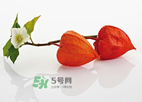 菇娘果皮有用還是果實(shí)有用？紅菇娘泡水喝用皮還是用果