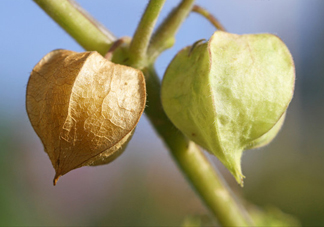 菇娘是寒性還是熱性？菇娘是哪里產(chǎn)的