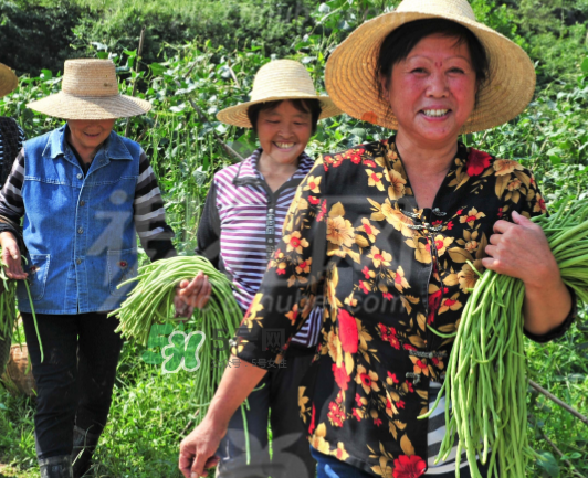 九月份可以種什么蔬菜？九月份適合種植什么蔬菜？