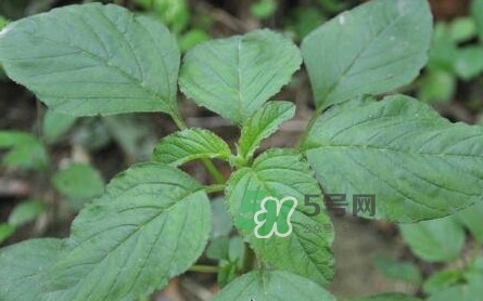 野莧菜有刺嗎？野莧菜和刺莧菜一樣嗎