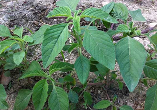 野莧菜孕婦能吃嗎？莧菜和野莧菜的區(qū)別