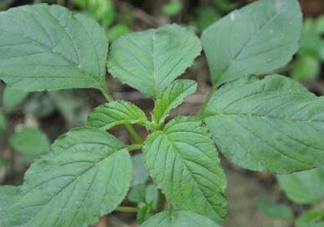 野莧菜有刺嗎？野莧菜和刺莧菜一樣嗎