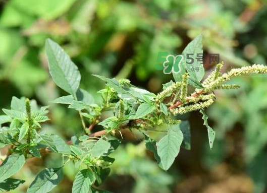 野莧菜有刺嗎？野莧菜和刺莧菜一樣嗎