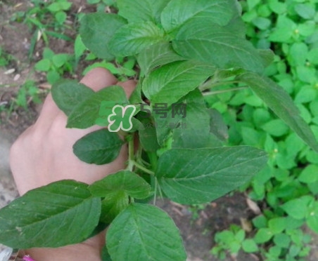 野莧菜有刺嗎？野莧菜和刺莧菜一樣嗎