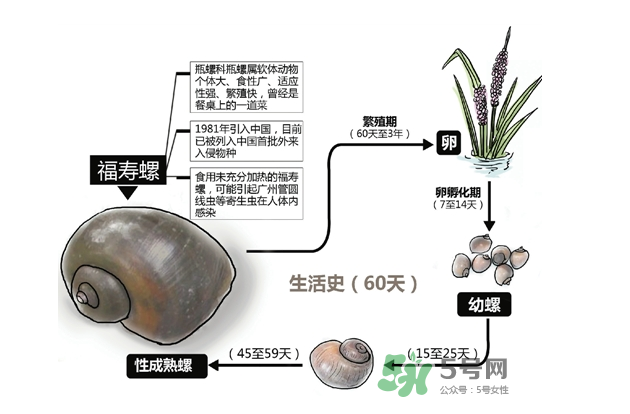 福壽螺煮熟能吃嗎?福壽螺要煮多久能吃?