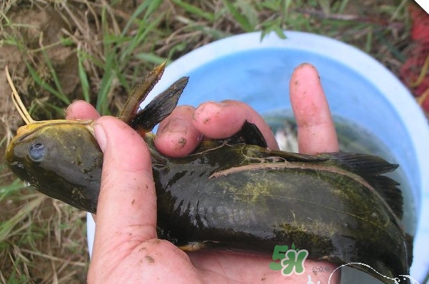 黃刺魚什么天氣好釣？黃刺魚釣魚最佳時間