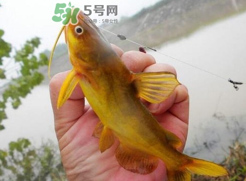 黃刺魚多少錢一斤？野生黃刺魚多少錢一斤