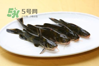 黃刺魚多少錢一斤？野生黃刺魚多少錢一斤