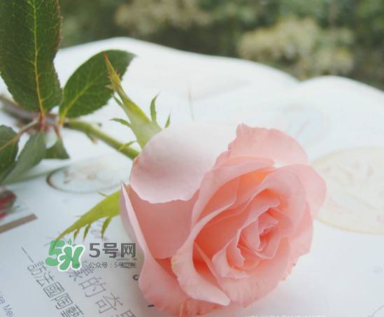 roseonly限量紅粉玫瑰多少錢？有幾朵？