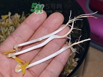 豆芽有根好還是無(wú)根好？無(wú)根豆芽與有根豆芽區(qū)別