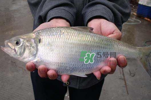 鰣魚什么時(shí)候最好吃？長江鰣魚什么上市