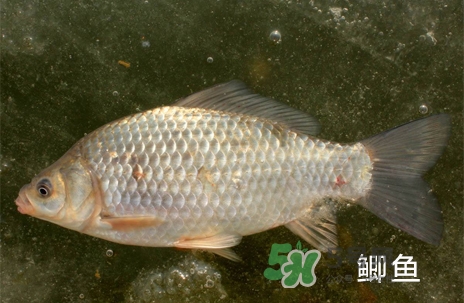 鰣魚和響魚是兩種魚嗎？鰣魚和鯽魚的區(qū)別