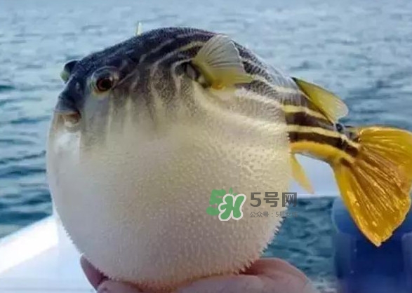 河豚魚多少錢一斤？河豚為什么會鼓起來