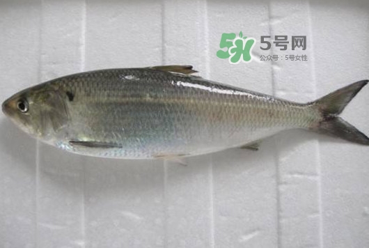 鰣魚多少錢一斤？長江鰣魚多少錢一斤2017