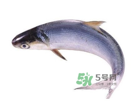 鰣魚怎么讀？鰣魚是什么魚