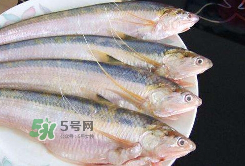 鰣魚刺多嗎？鰣魚可以養(yǎng)殖嗎