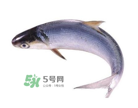 鰣魚和刀魚哪個貴？長江三鮮哪個最貴