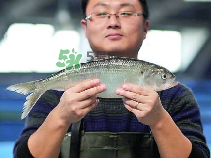 鰣魚與香魚怎么區(qū)分？鰣魚與香魚的區(qū)別