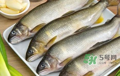 鰣魚與香魚怎么區(qū)分？鰣魚與香魚的區(qū)別