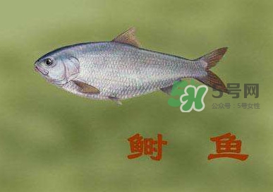 鰣魚和響魚是兩種魚嗎？鰣魚和鯽魚的區(qū)別