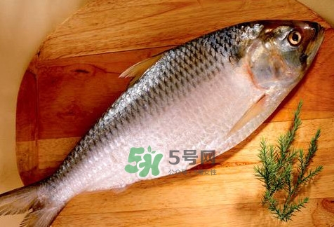 鰣魚(yú)怎么做好吃？鰣魚(yú)怎么處理