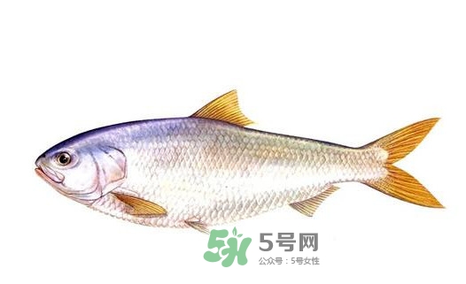 鰣魚的魚鱗能吃嗎？鰣魚為什么不去魚鱗